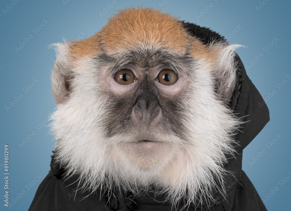 猴子。Vervet Monkey-Chlorocebus pygerythrus