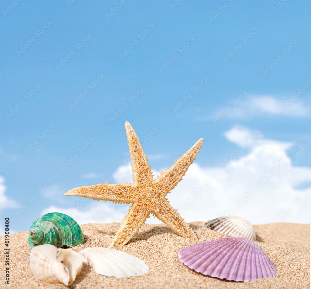夏天。海岸线上的海星和五颜六色的贝壳