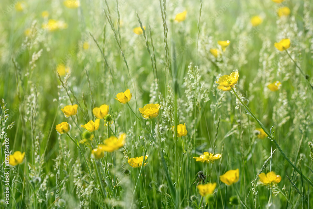 草地上的花朵-毛茛（春季）