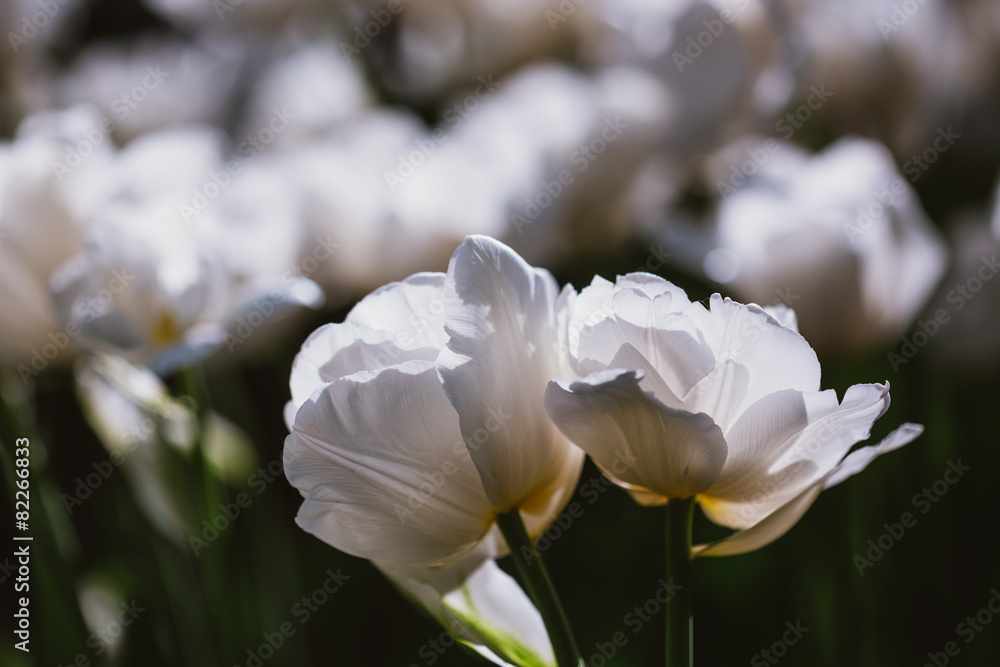 春天花园里的白花郁金香