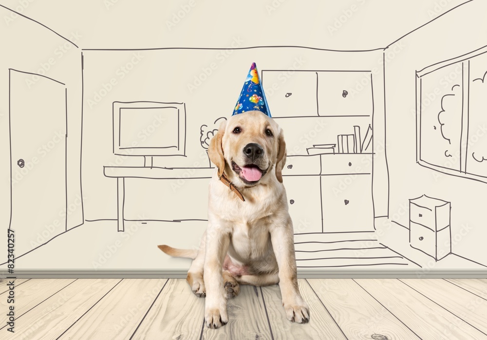 生日。一只戴着生日快乐帽子的金毛寻回犬。