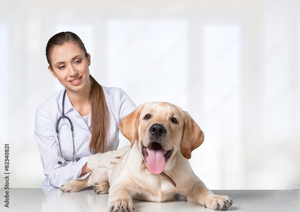 兽医。可爱的狗在兽医那里接受检查
