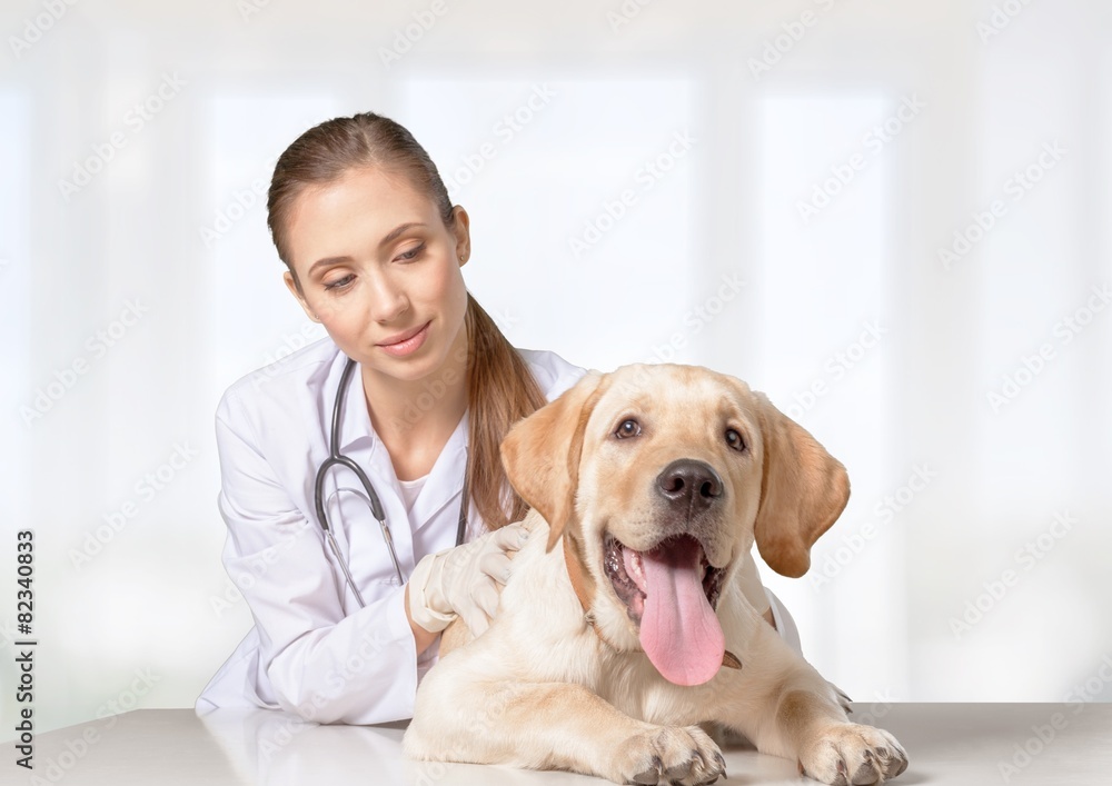 兽医。可爱的狗在兽医那里接受检查