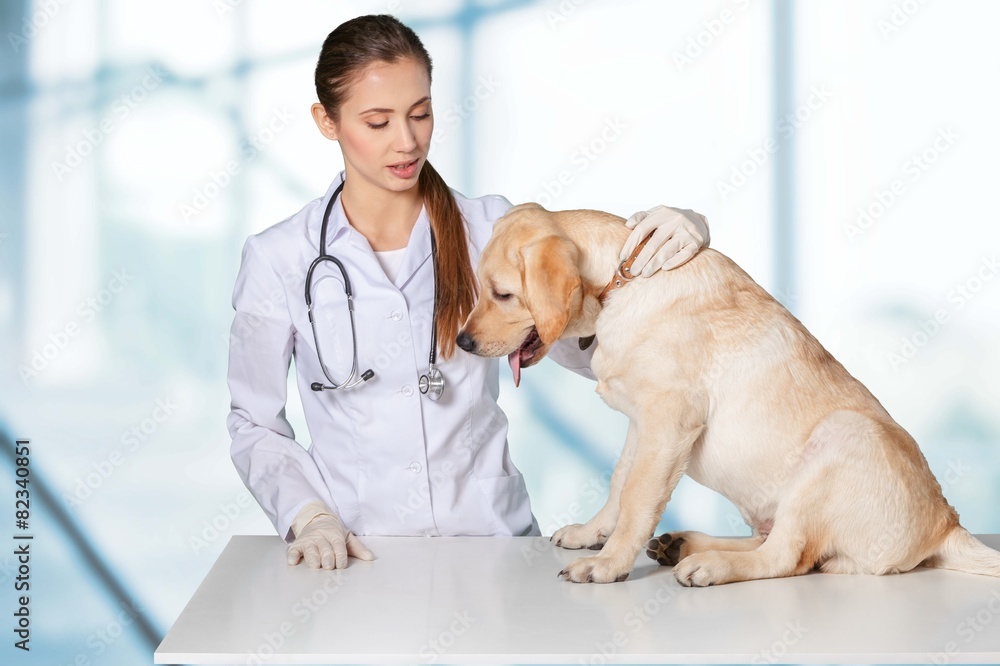 兽医。年轻的女兽医照顾一只可爱漂亮的狗。