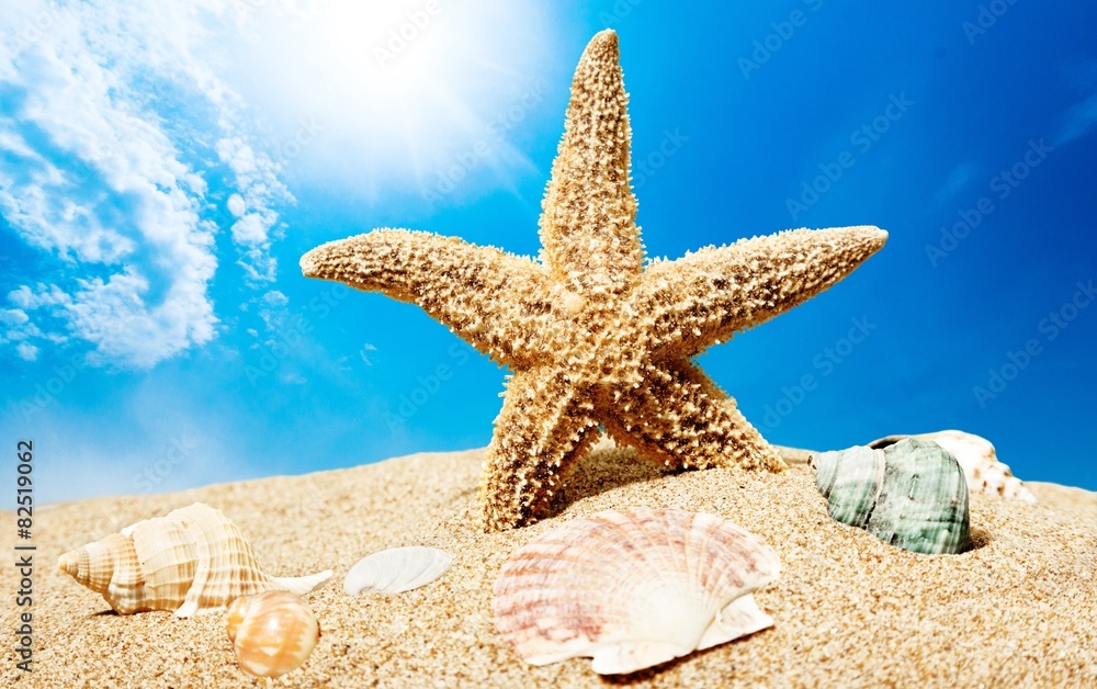 夏天。海岸线上的海星和五颜六色的贝壳