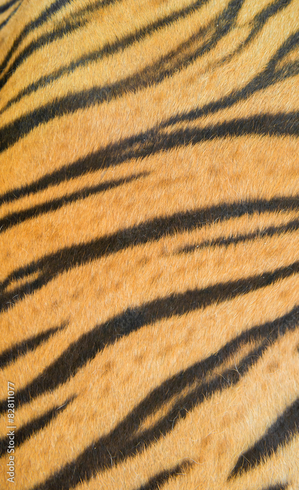 bengal tiger fur