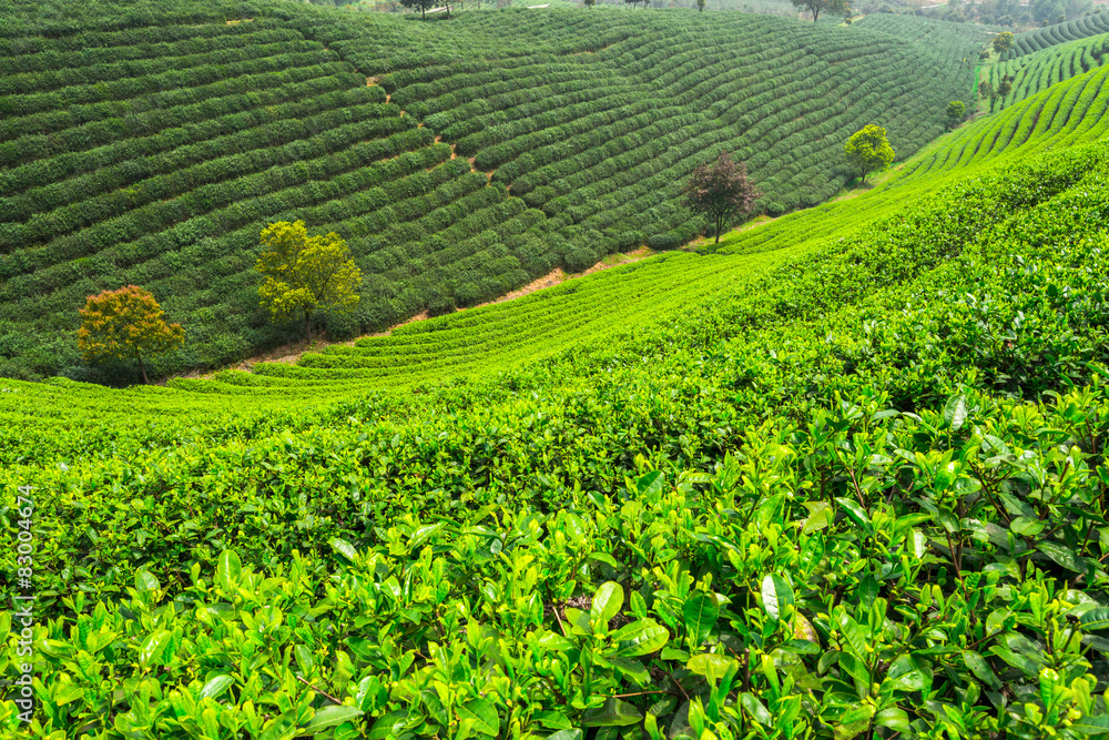Tea Plantations under sky