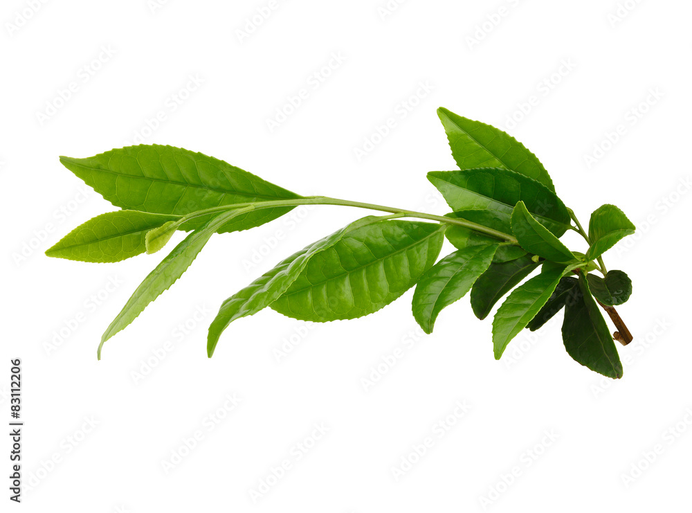白色/带修剪路径的新鲜绿茶叶子