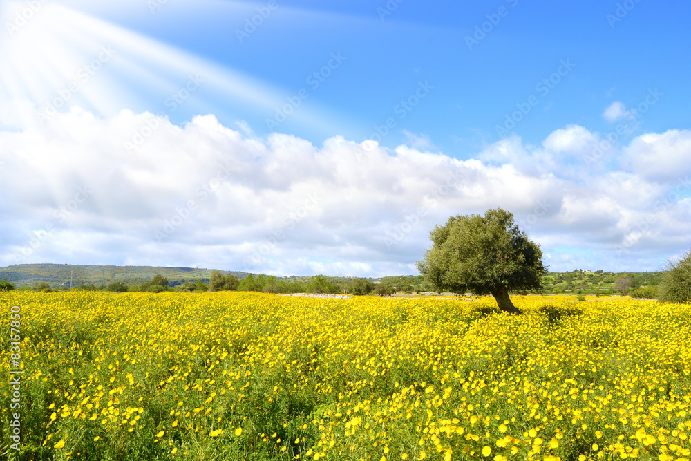 Campo con fiori gialli e con raggi di sole