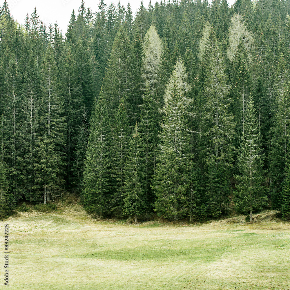 高山牧场和健康的针叶林