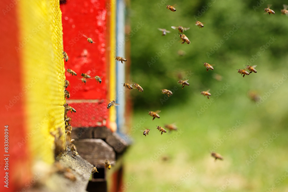驯化蜜蜂重返养蜂场