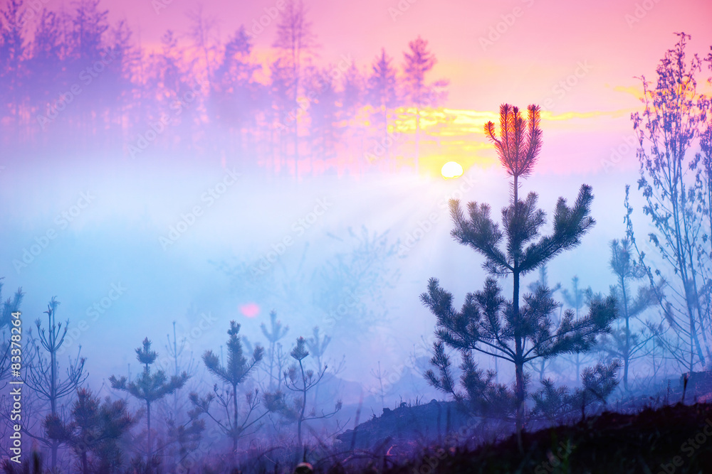美丽的自然日出雾蒙蒙的风景。雾蒙蒙的森林