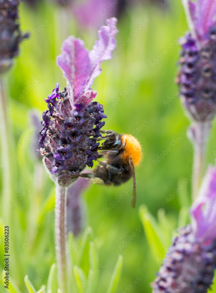 Bumblebee on lavender blossom in detail