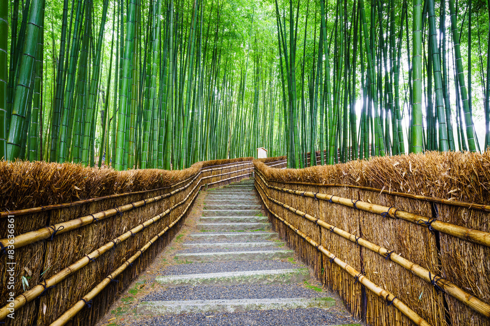 通往竹林的小路，荒山，京都，日本