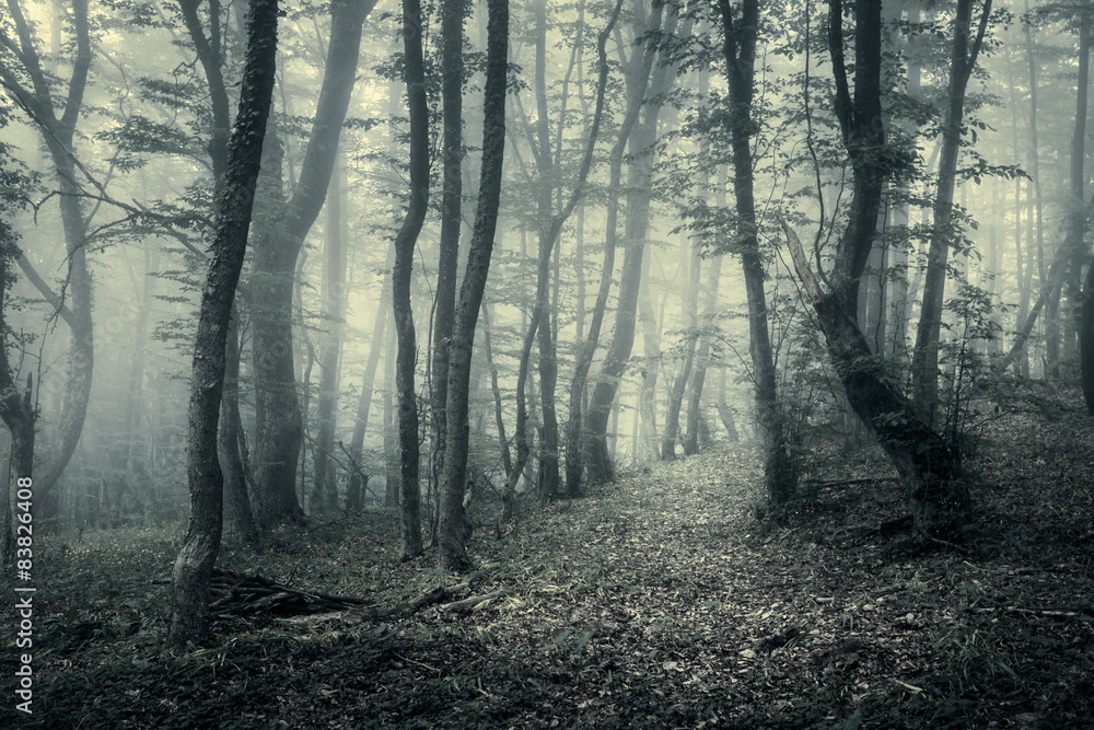 雾中穿越神秘的黑暗森林