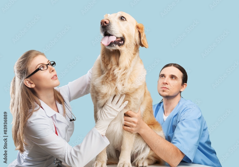 兽医，兽医，狗。