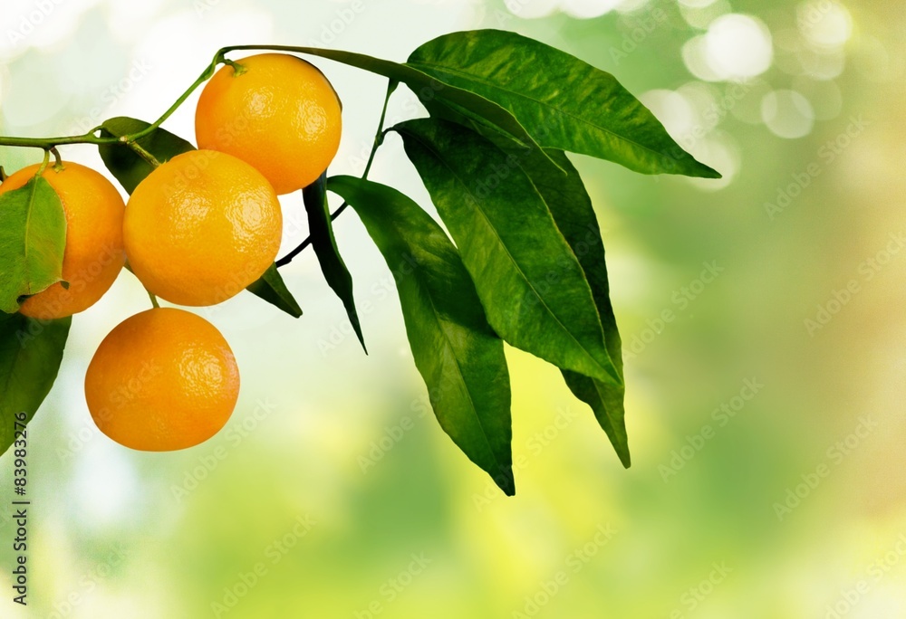 Orange Tree, Orange, Fruit.