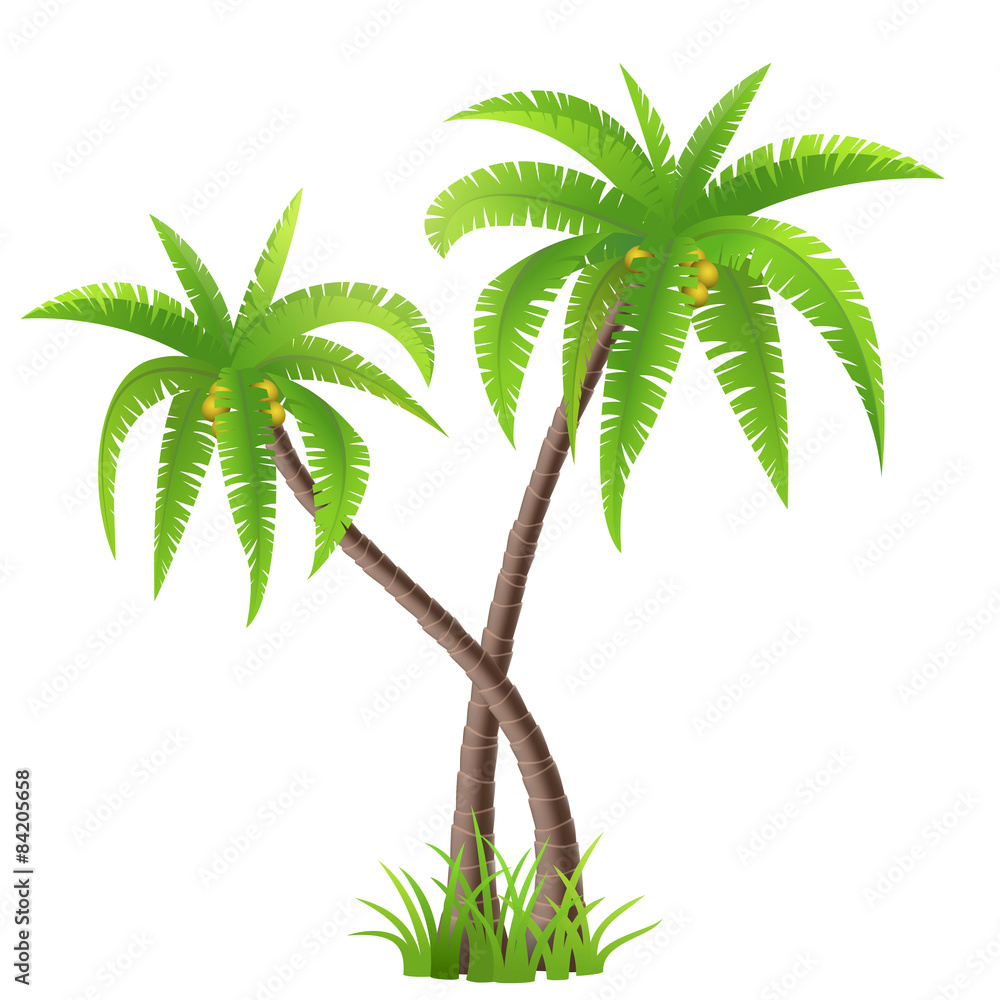 白色上隔离的两棵椰子树，矢量图