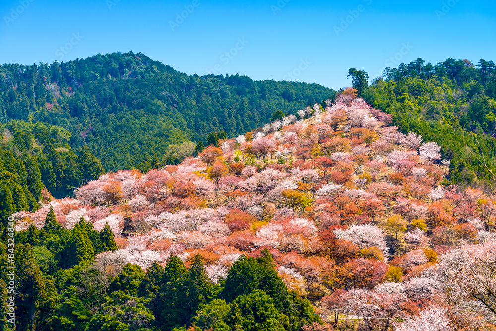 春天的日本吉野山