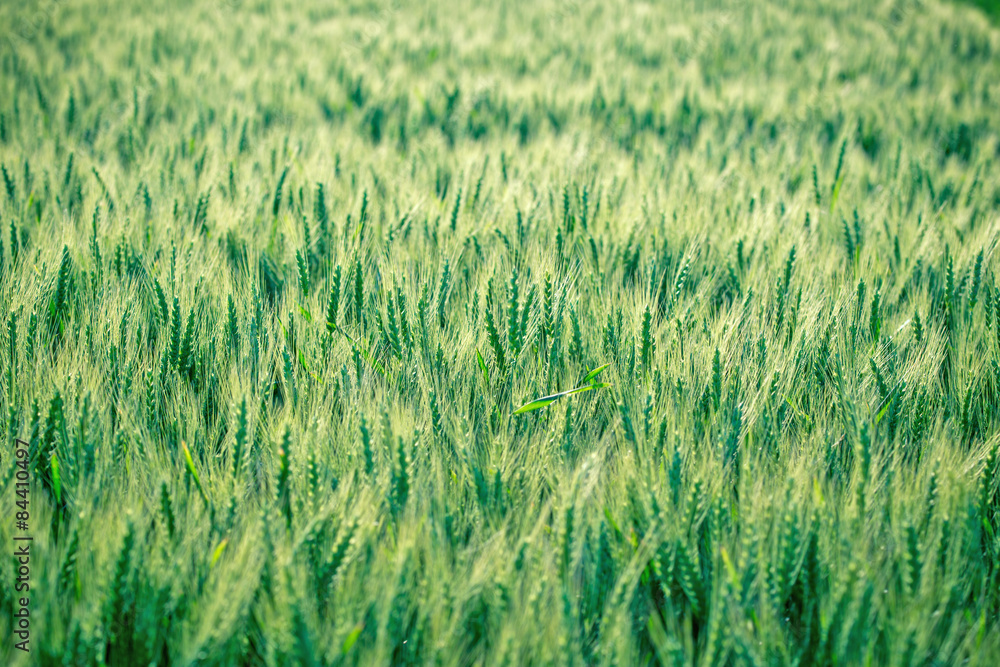 Wheat field in spring 