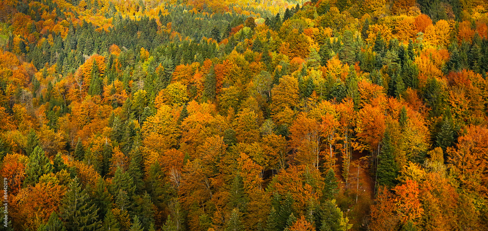 郁郁葱葱，色彩缤纷的秋季森林景观，鸟瞰图