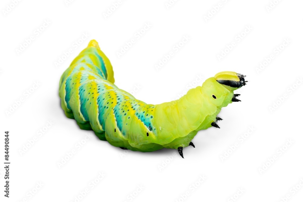 卡特彼勒，Larva，绿色。