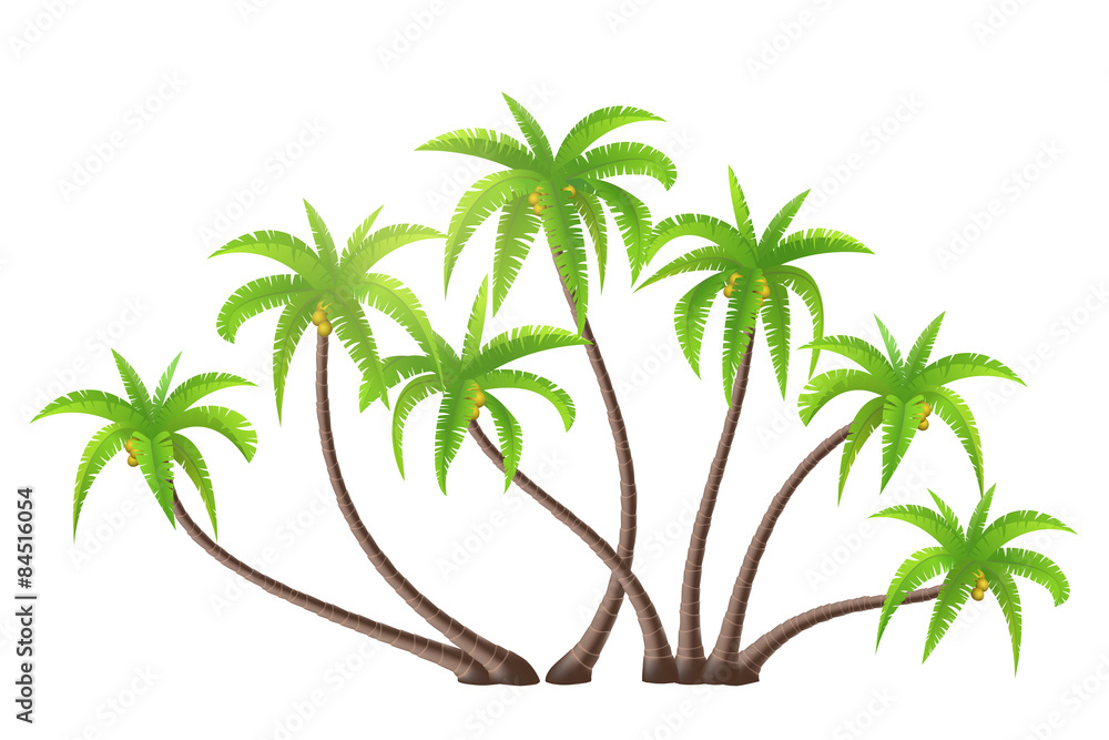 椰子树被隔离在白色上，矢量插图