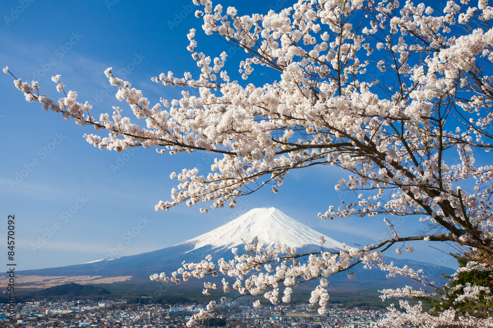 春天的富士山和樱花樱花