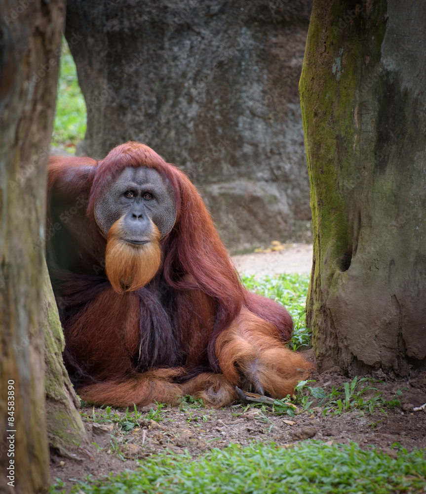Old wise orangutan resting