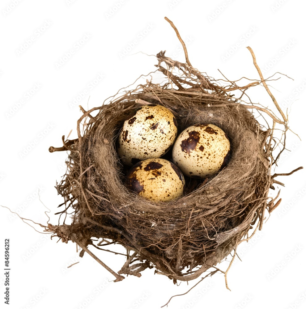 蛋，动物巢，巢蛋。