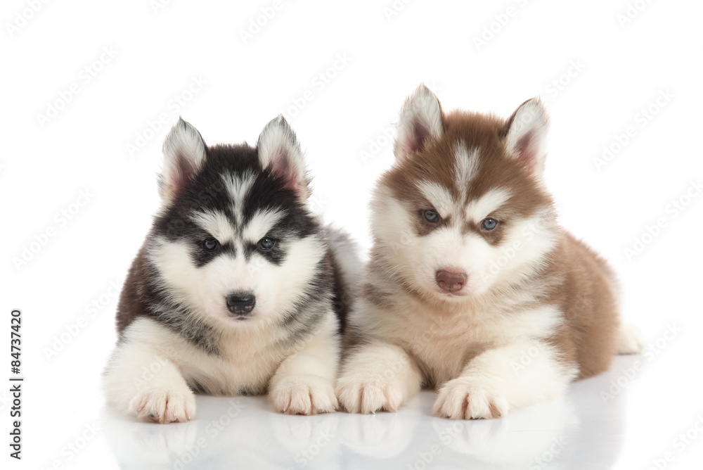 Two Siberian husky puppies lying