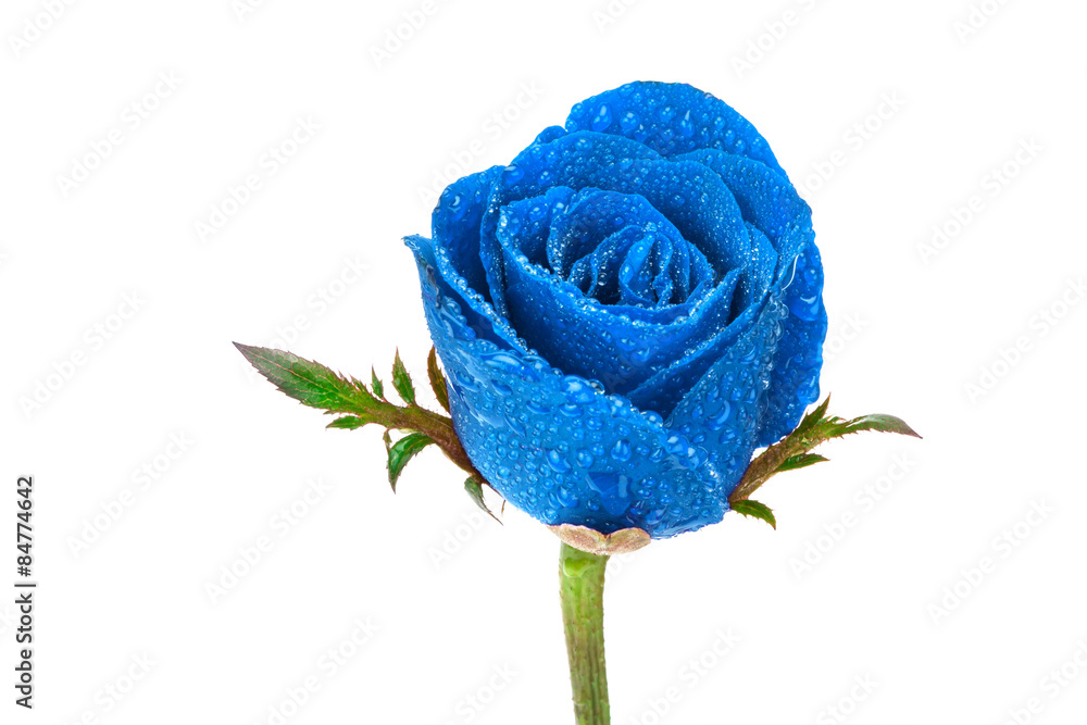 带水滴的蓝玫瑰