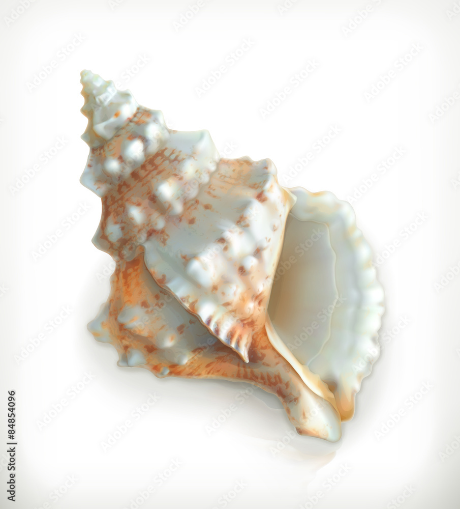 Tropical shell, vector icon