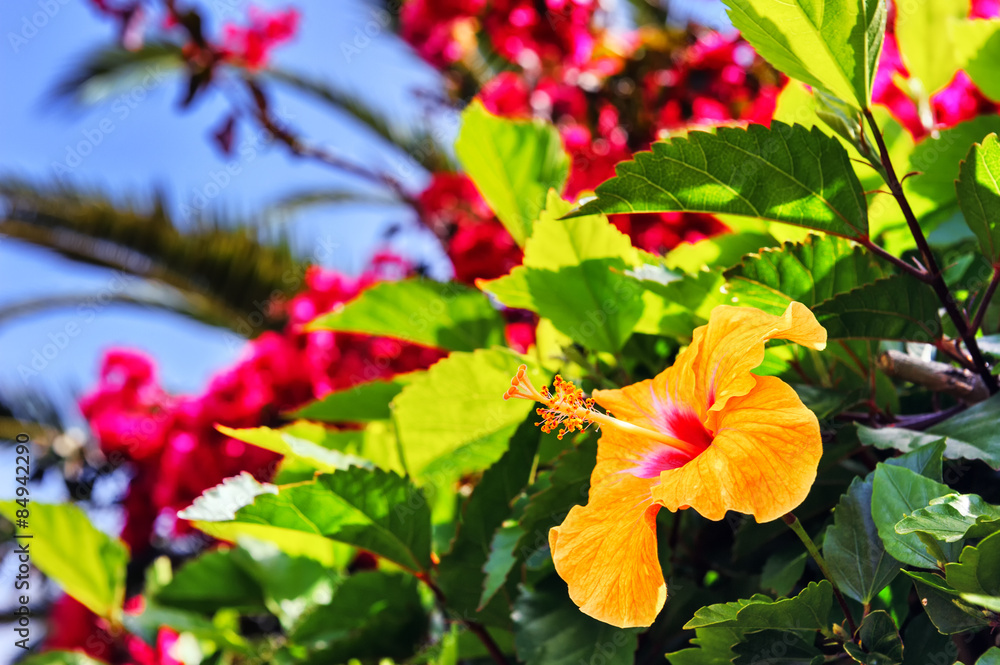 春日芙蓉盛开。马德拉岛