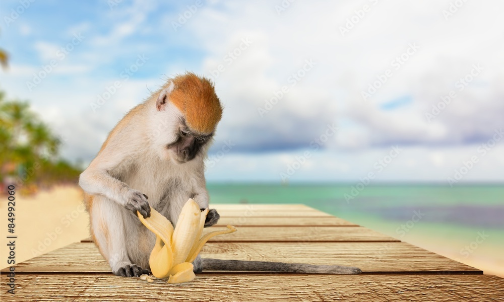 猴子，香蕉，灵长类动物。