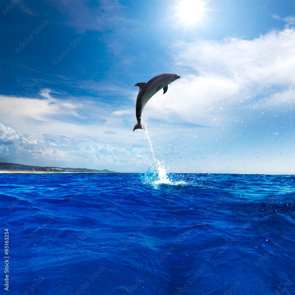 阳光明媚，阳光普照，美丽的海豚跃出水面