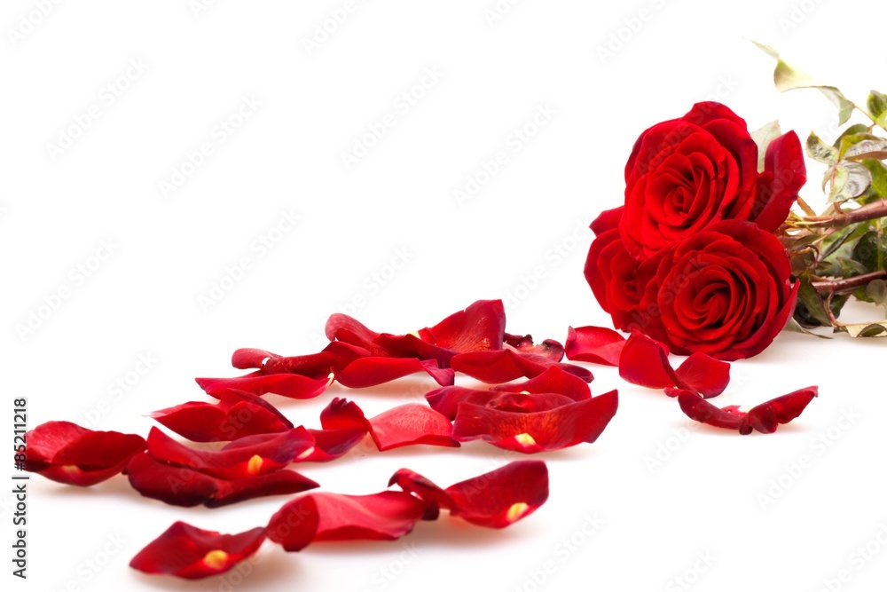 玫瑰，花瓣，情人节。