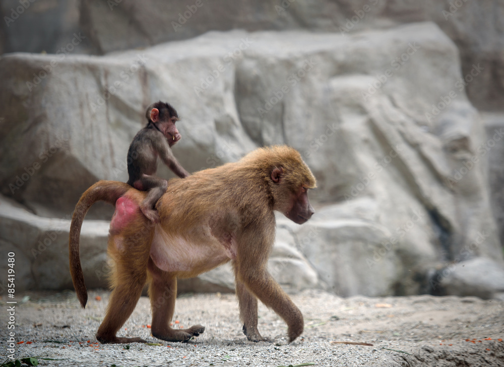 婴儿Hamadryas狒狒骑在妈妈的背上