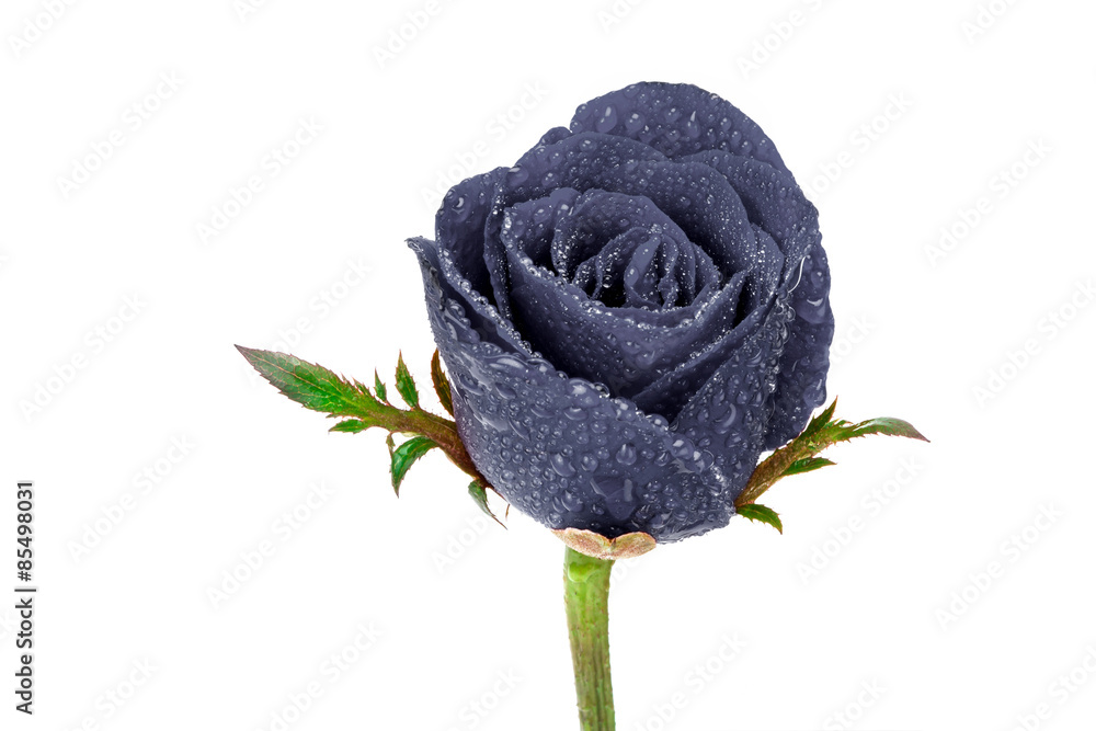 black rose on white background