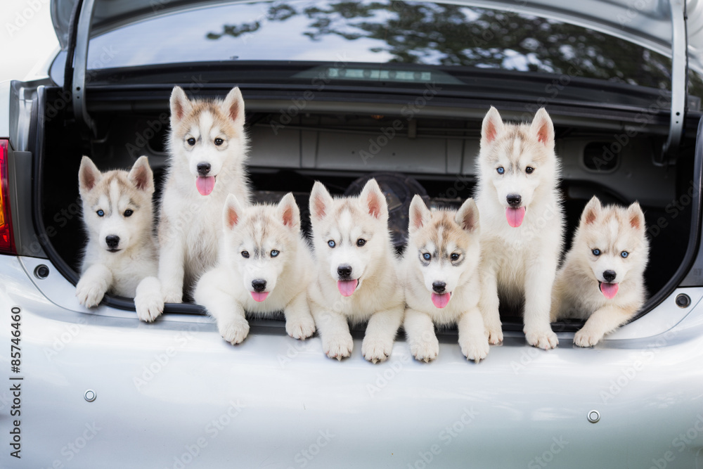 七只西伯利亚哈士奇狗坐在车上