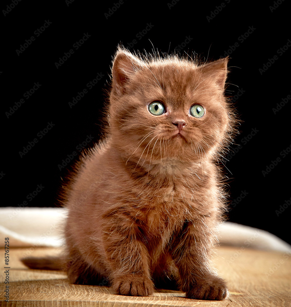 棕色英国小猫