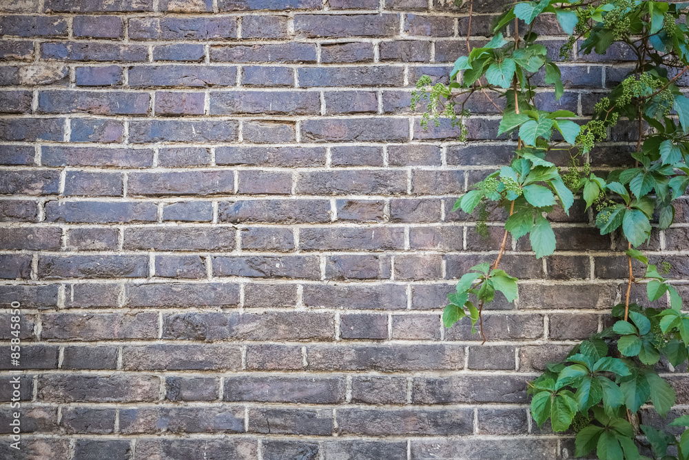  brick wall with green ivy