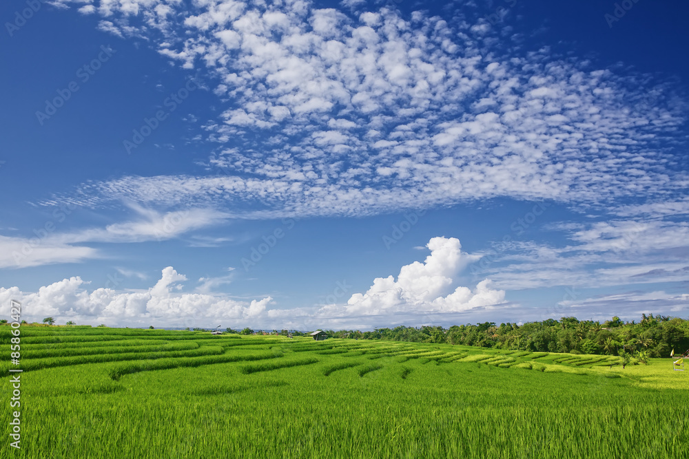 巴厘岛明亮的绿色水稻在蓝天下生长在热带梯田上的美丽景象