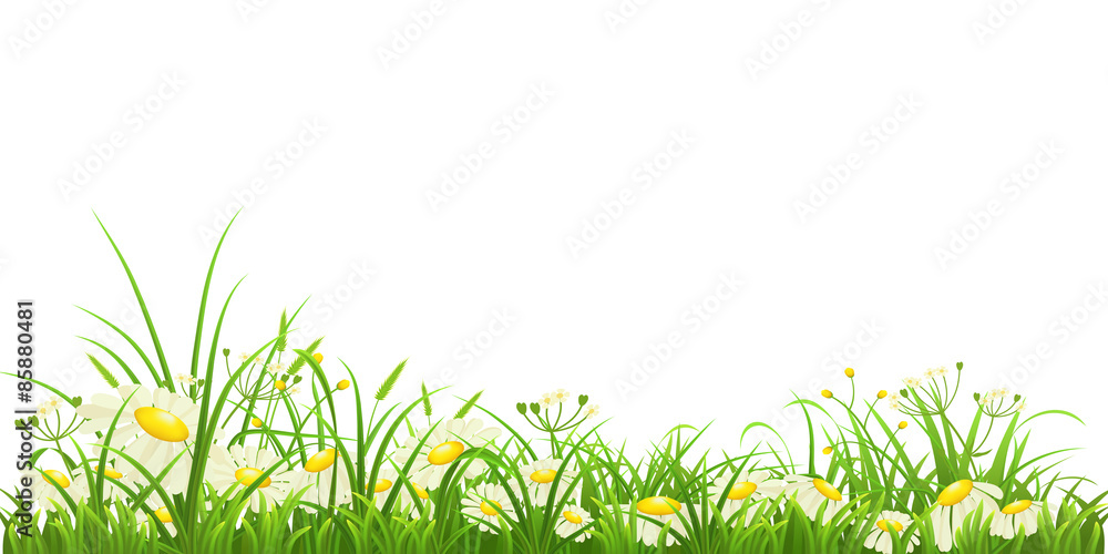 白色背景下的绿草和雏菊