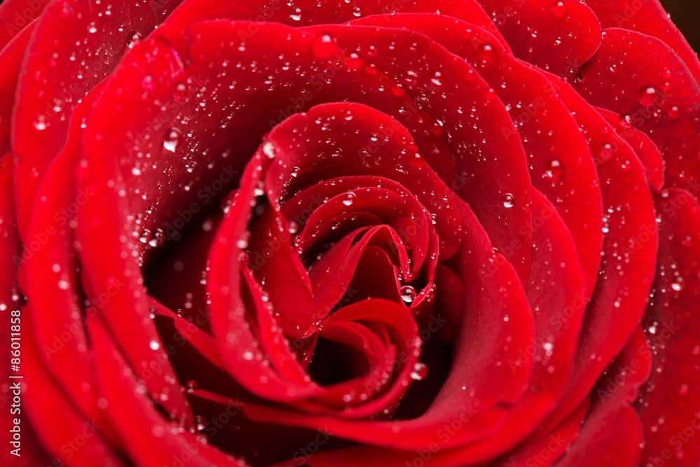 玫瑰，情人节，单身花。
