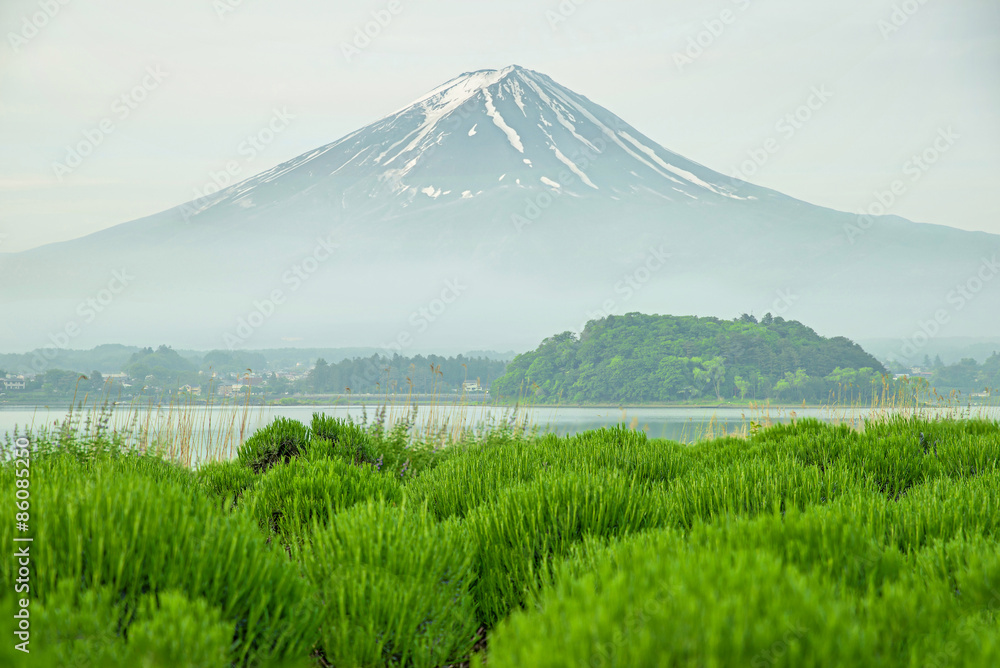 富士山早晨在日本川口