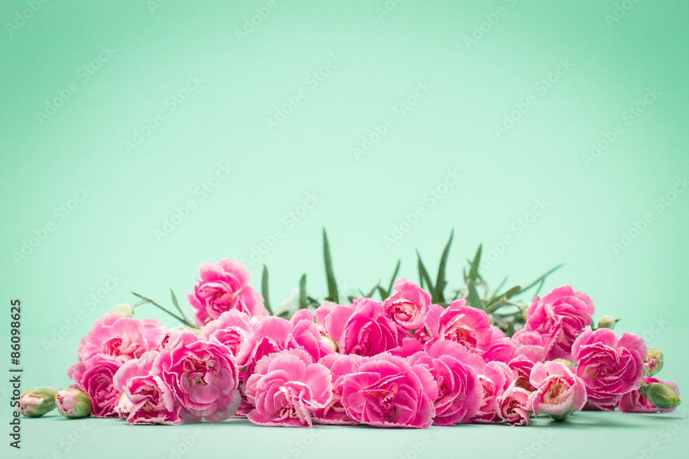 beautiful blooming carnation flowers on a green background