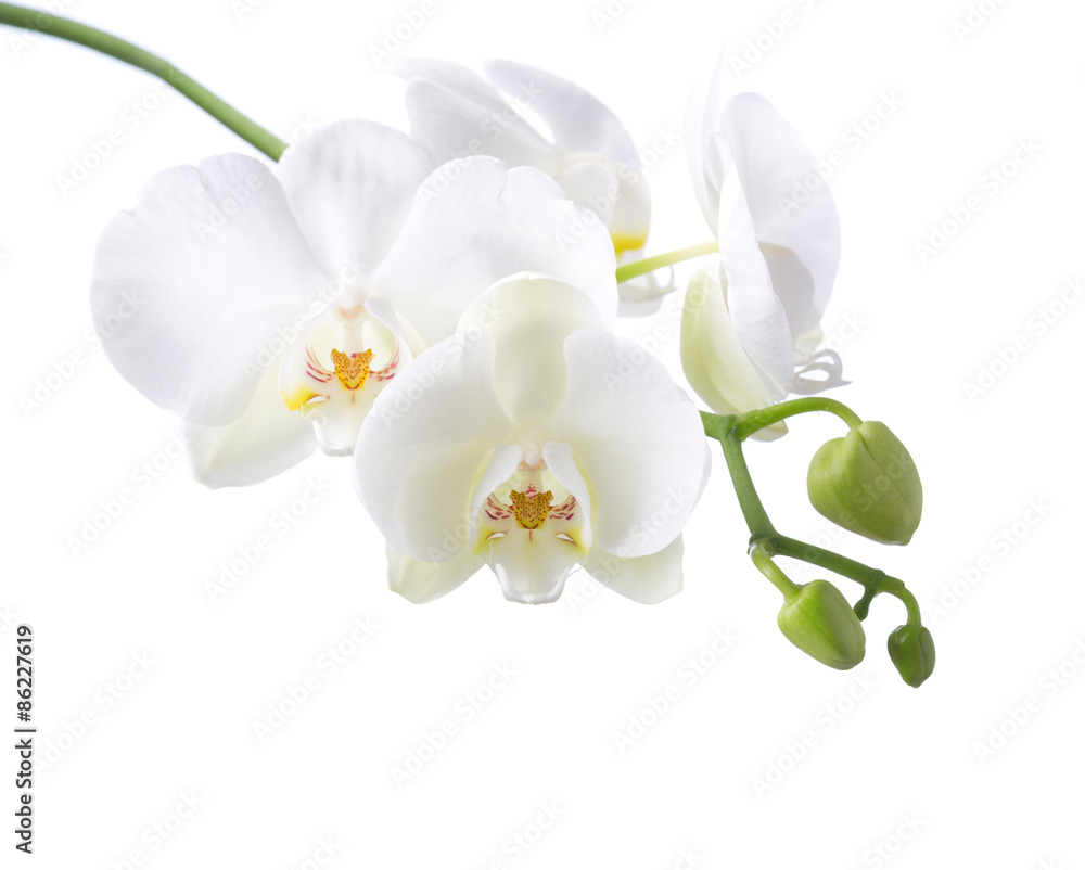 白色背景上分离的白色兰花。
