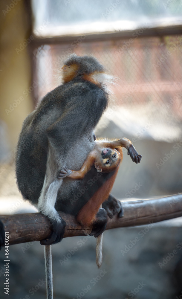 顽皮的小猴子和它的妈妈
