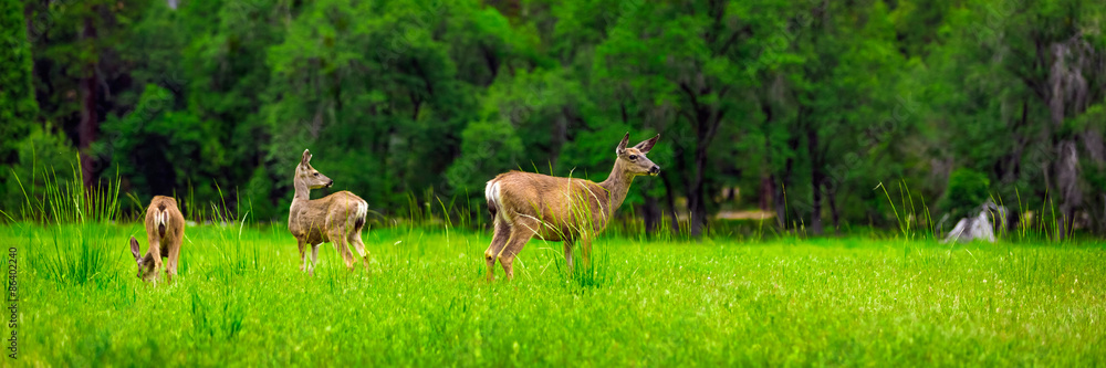 Deers on the green meadow.